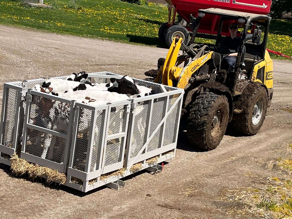 custom man basket work platform being used on a farm to transport calves