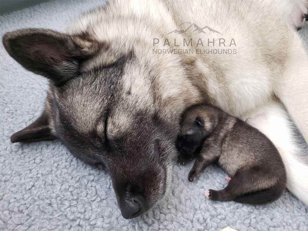 Norwegian Elkhound puppy with its mother