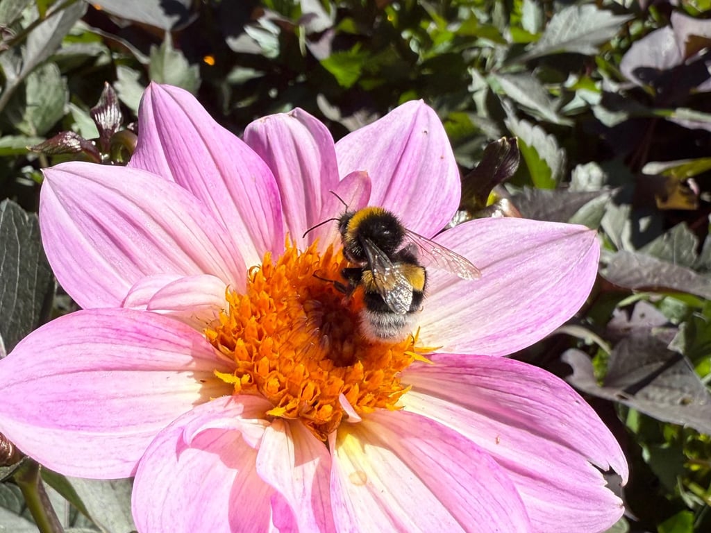a bee on a flower in a field