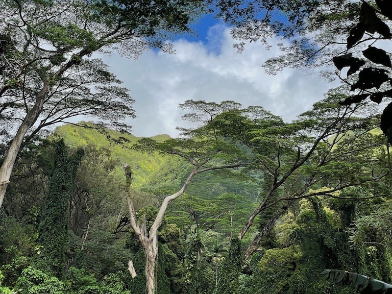 Manoa Valley Falls Hike O'ahu Honolulu Hawai'i