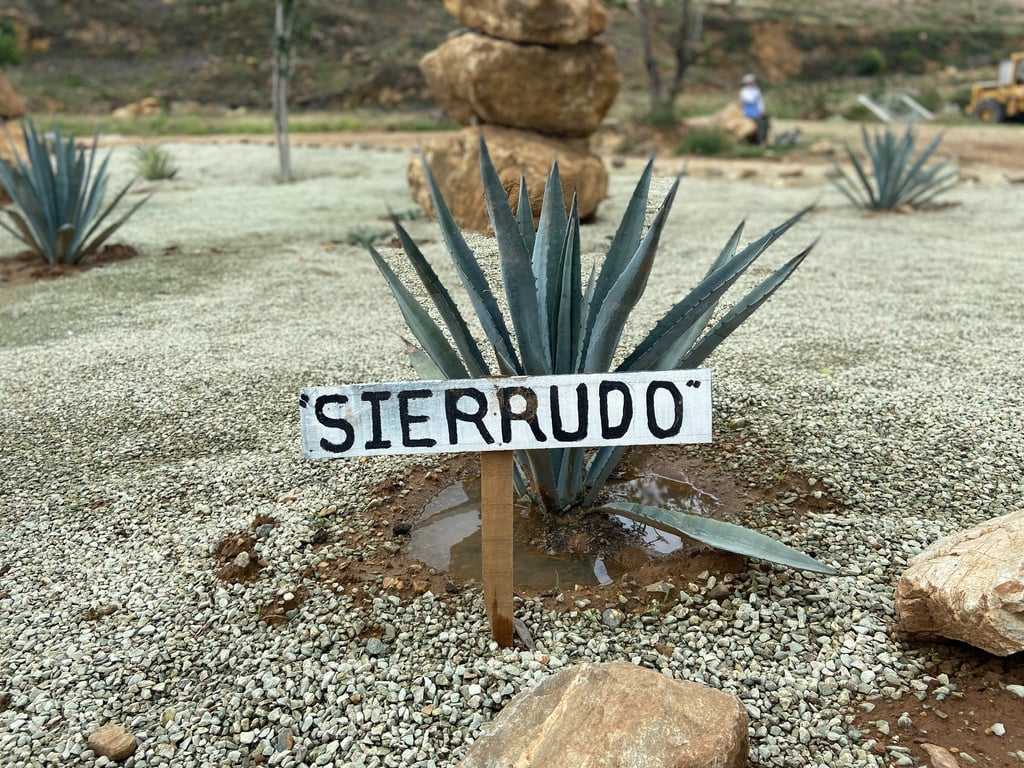 Sierrudo Agave