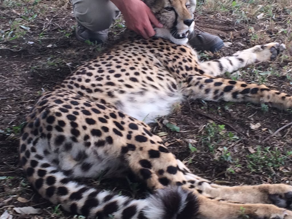 Cheetah Safari