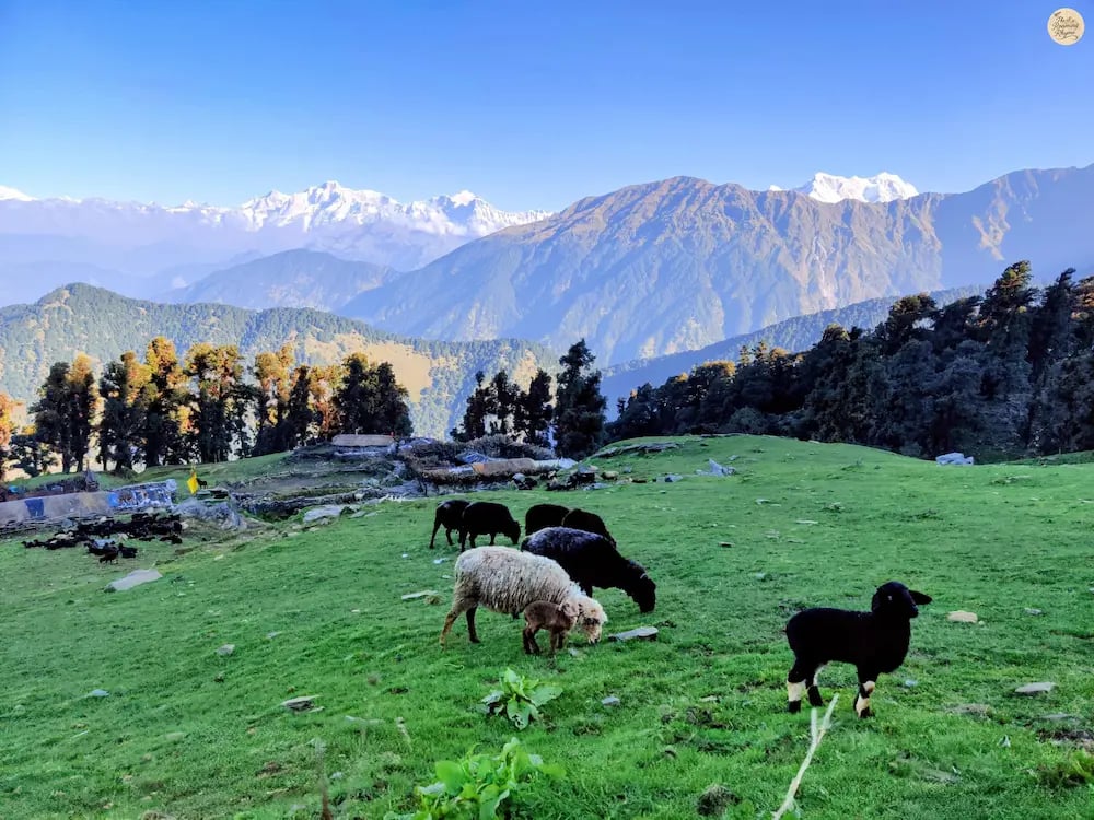 Himalayan sheep grazing in Chopta meadows, Uttarakhand Himalayas, serene alpine landscape.