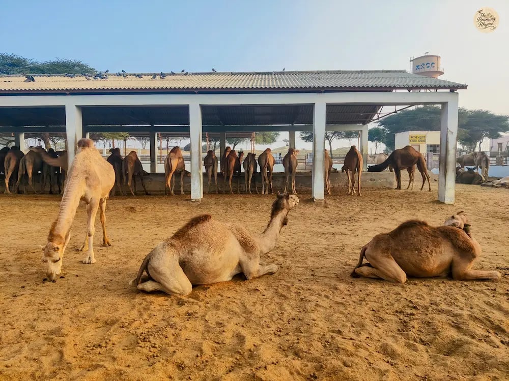 Camels at NRCC Bikaner, Rajasthan, in their natural desert habitat.