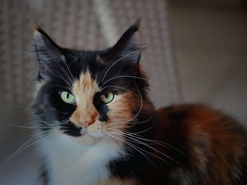 rose-fondation-maine-coon