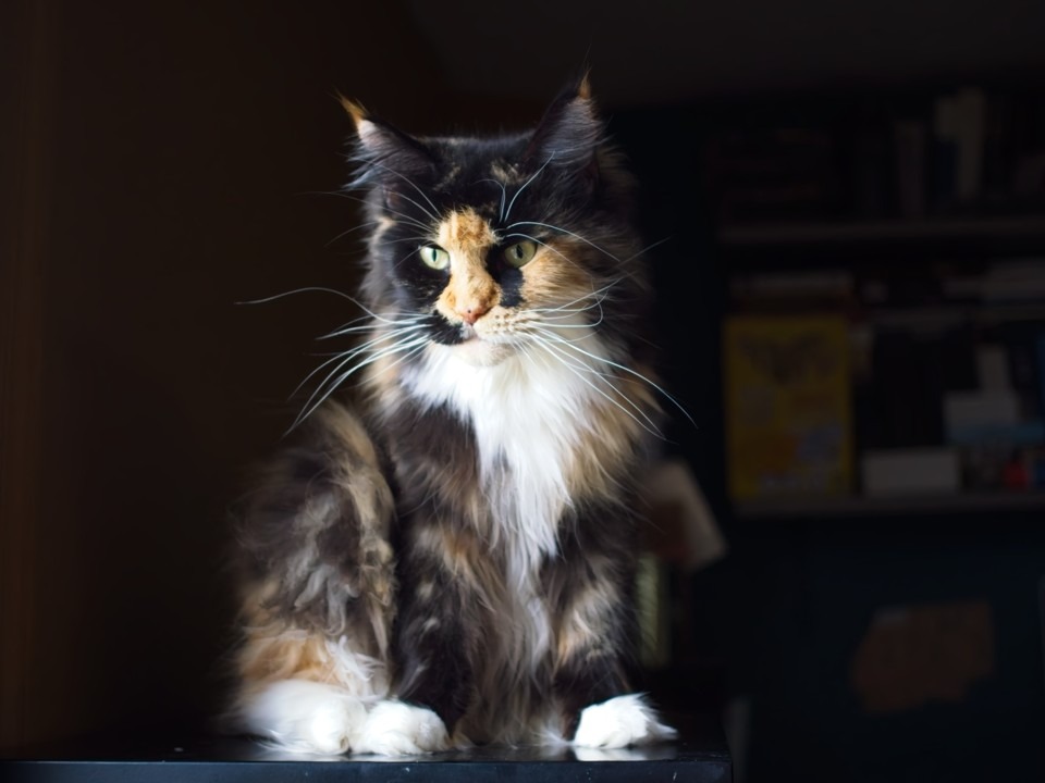 rose-fondation-maine-coon