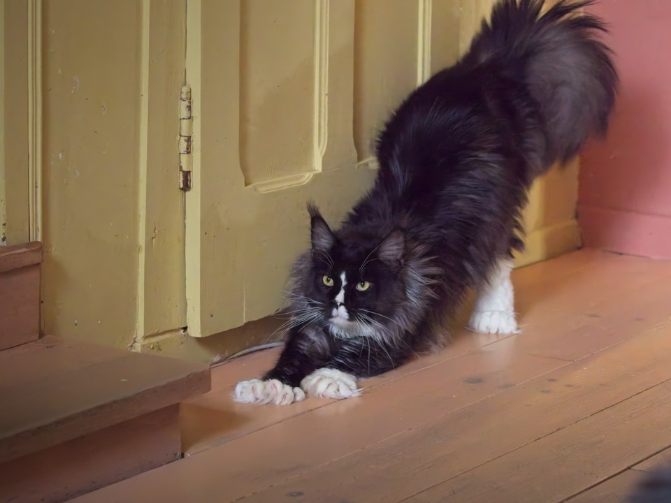 Arod Bashabas Clan's male maine coon besancon