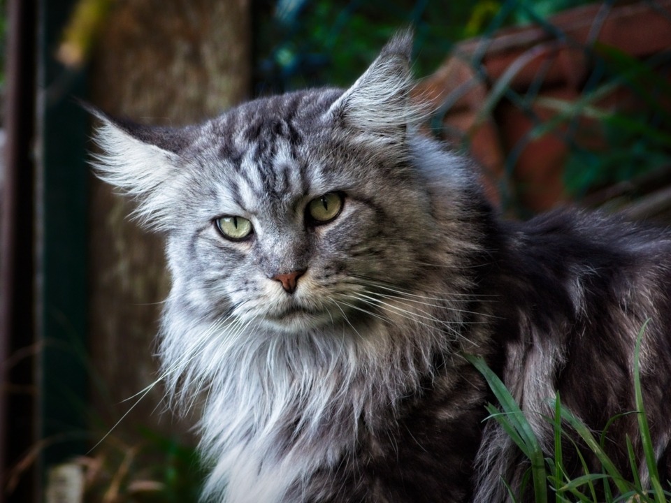 maine coon ancien type male saillie