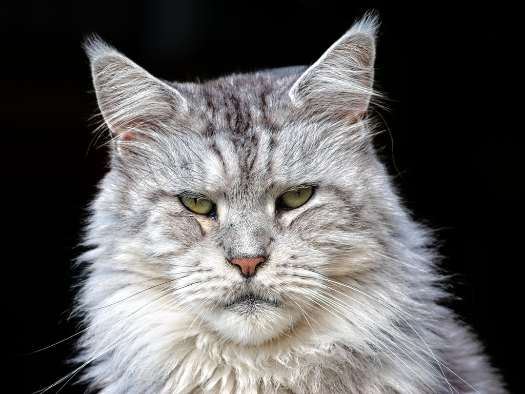 portrait de maine coon de franche comté silver ancien type