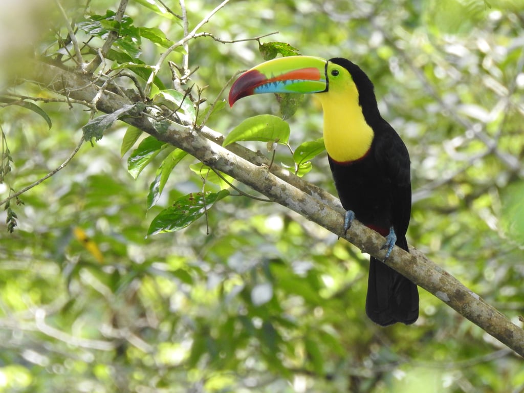 Toucan in Santa Fe, Veraguas, Panama, perched in the tropical forest.