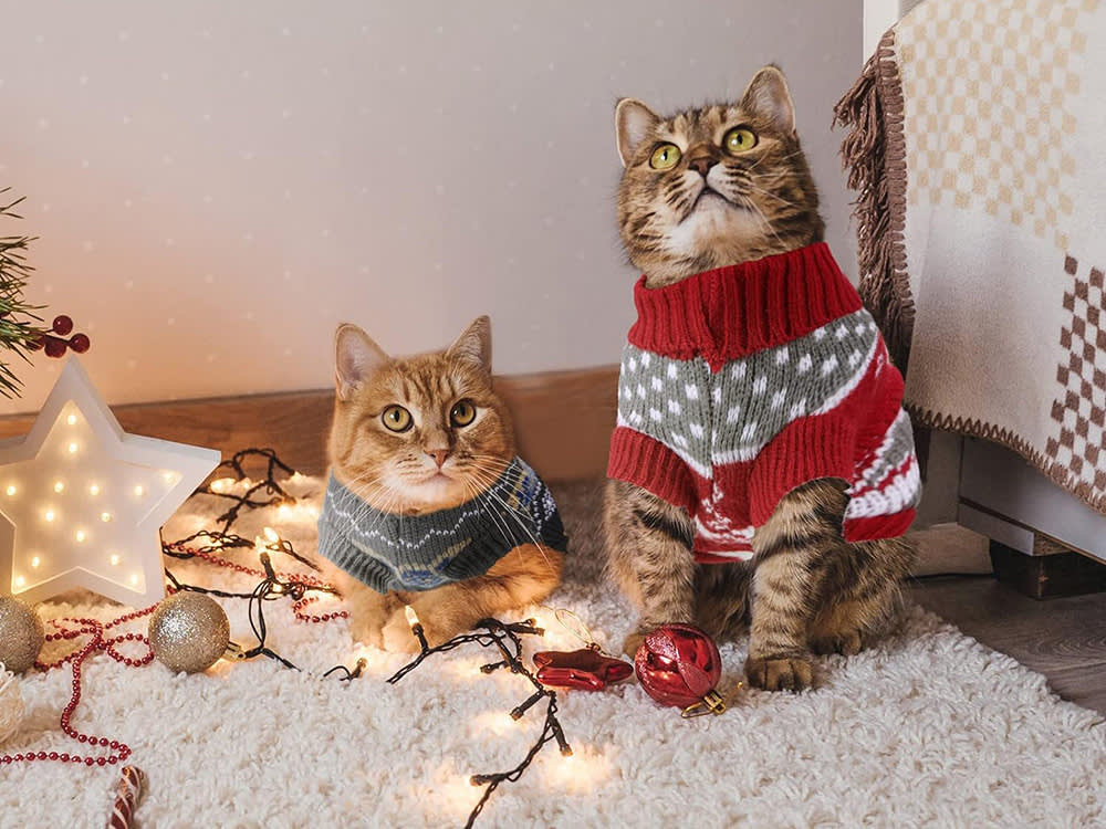 gatitos navideños con sueter