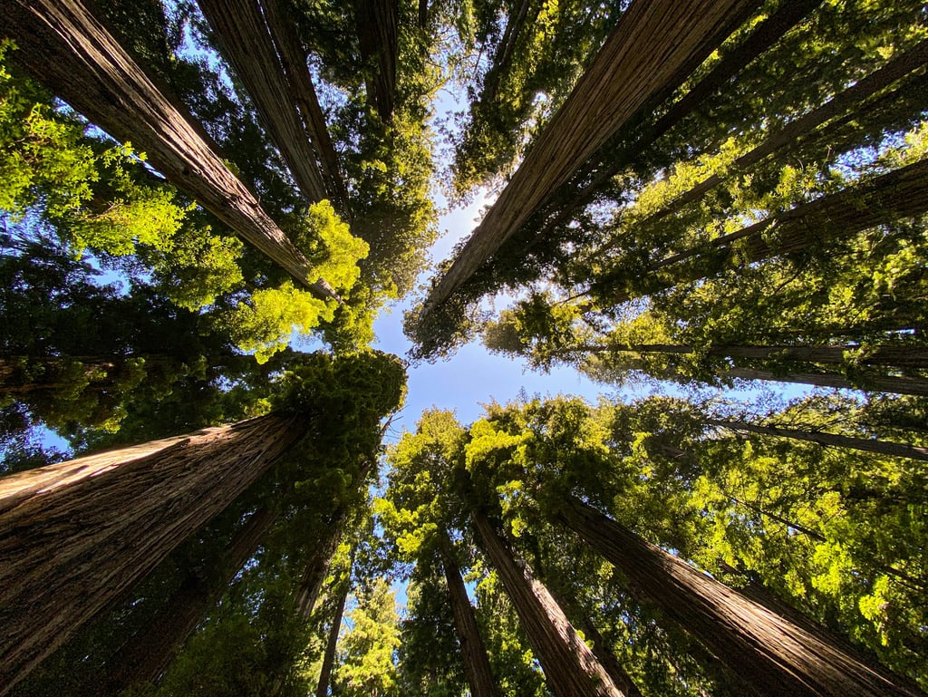 Looking up at towering California redwood trees from the forest floor.