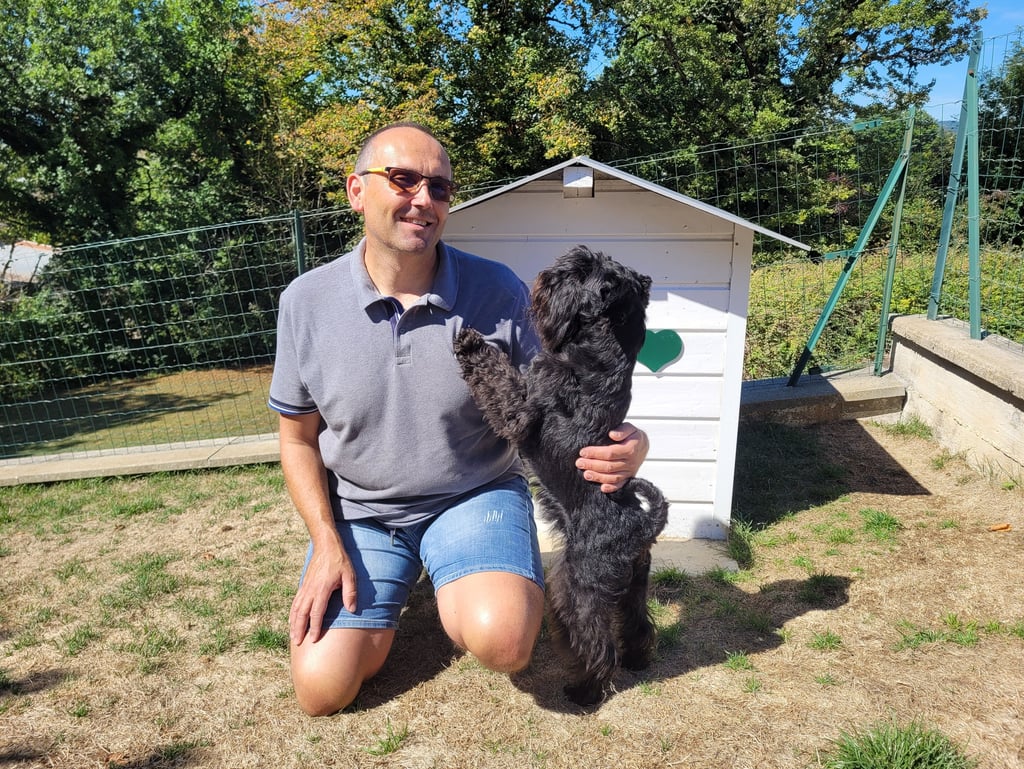 Panzer, étalon Schnauzer miniature