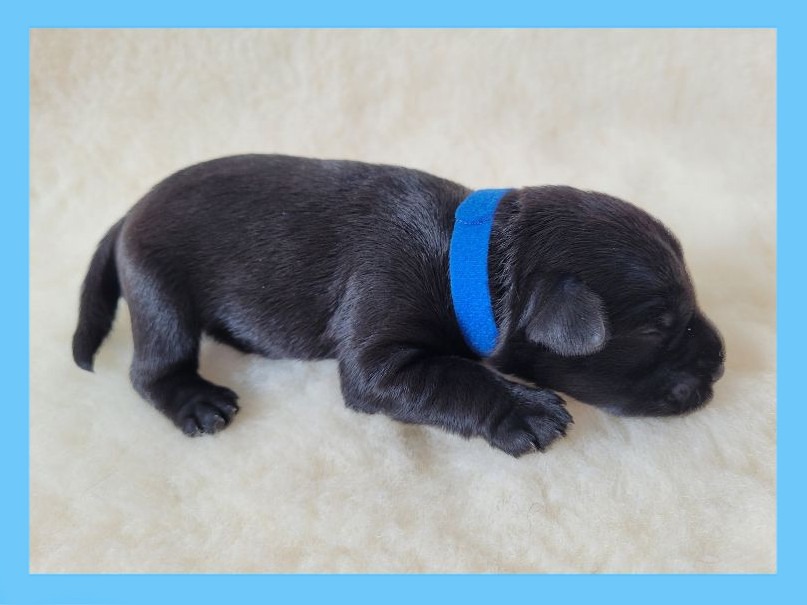 Chiot mâle Schnauzer nain