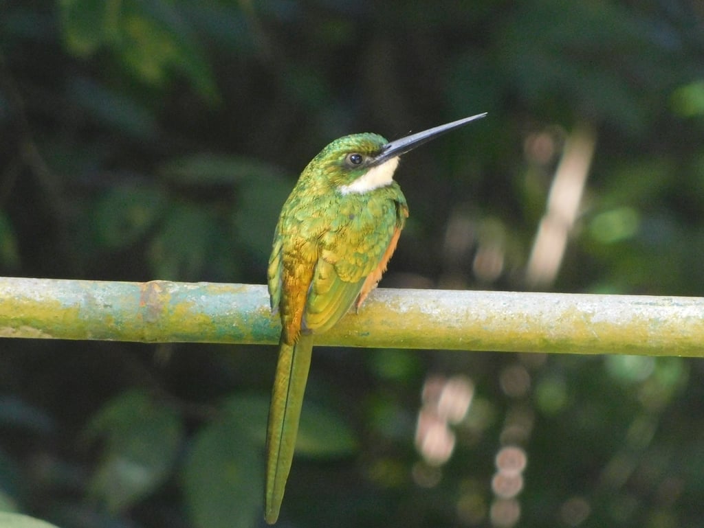 Birds of the Sierra Nevada