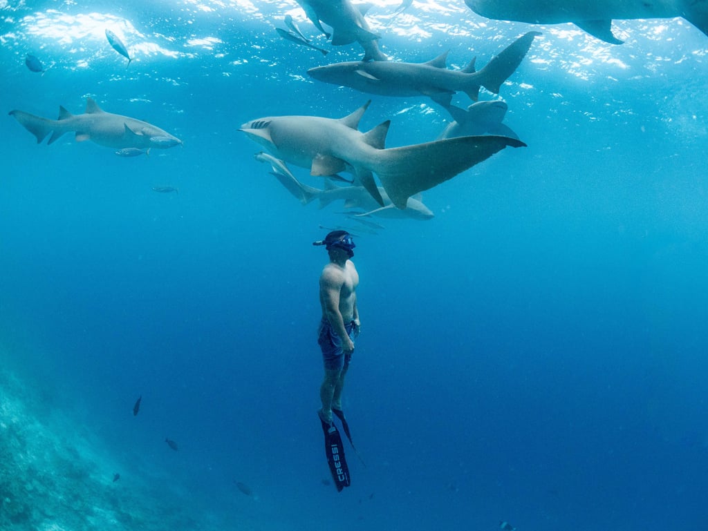 Nurse Shark excursion in Maldives. Freediving with Nurse sharks.