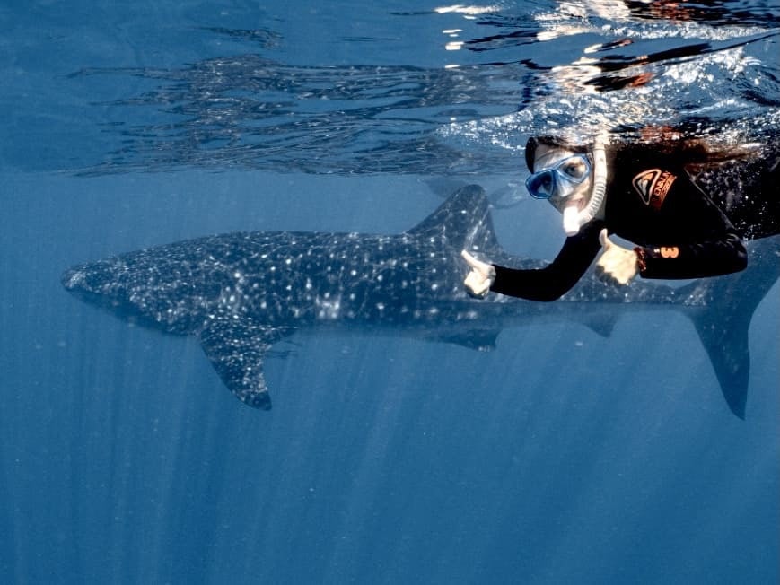 Nadando con el tiburón ballena en Australia
