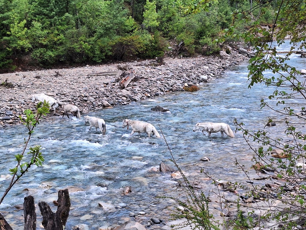 horses crossing the river in Dolpo