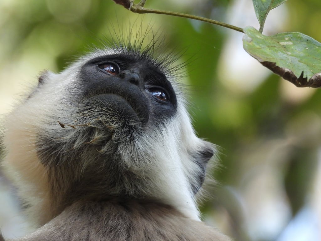 langur monkey