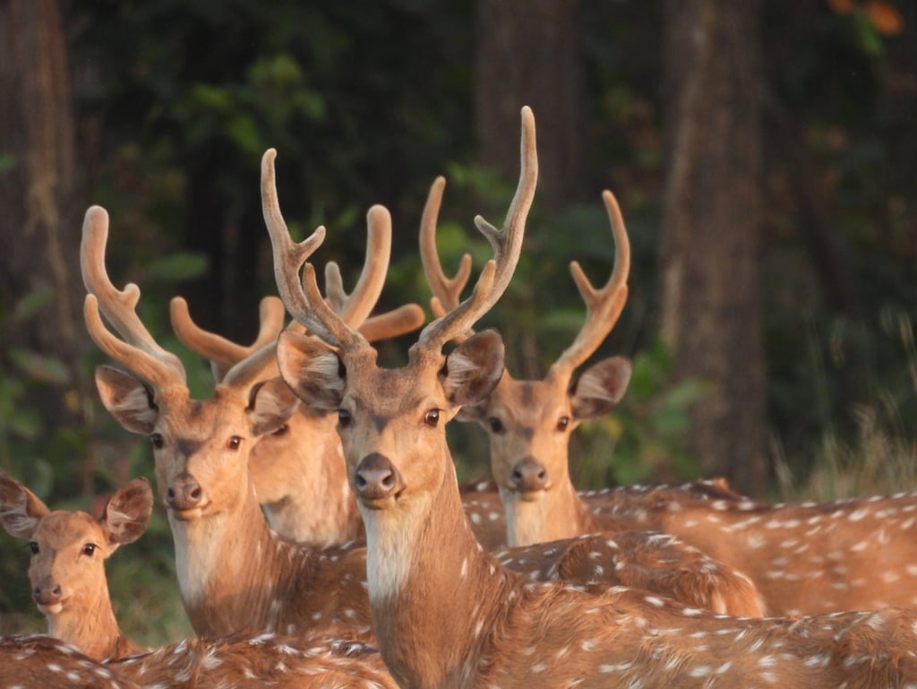 spotted deers in Bardiya