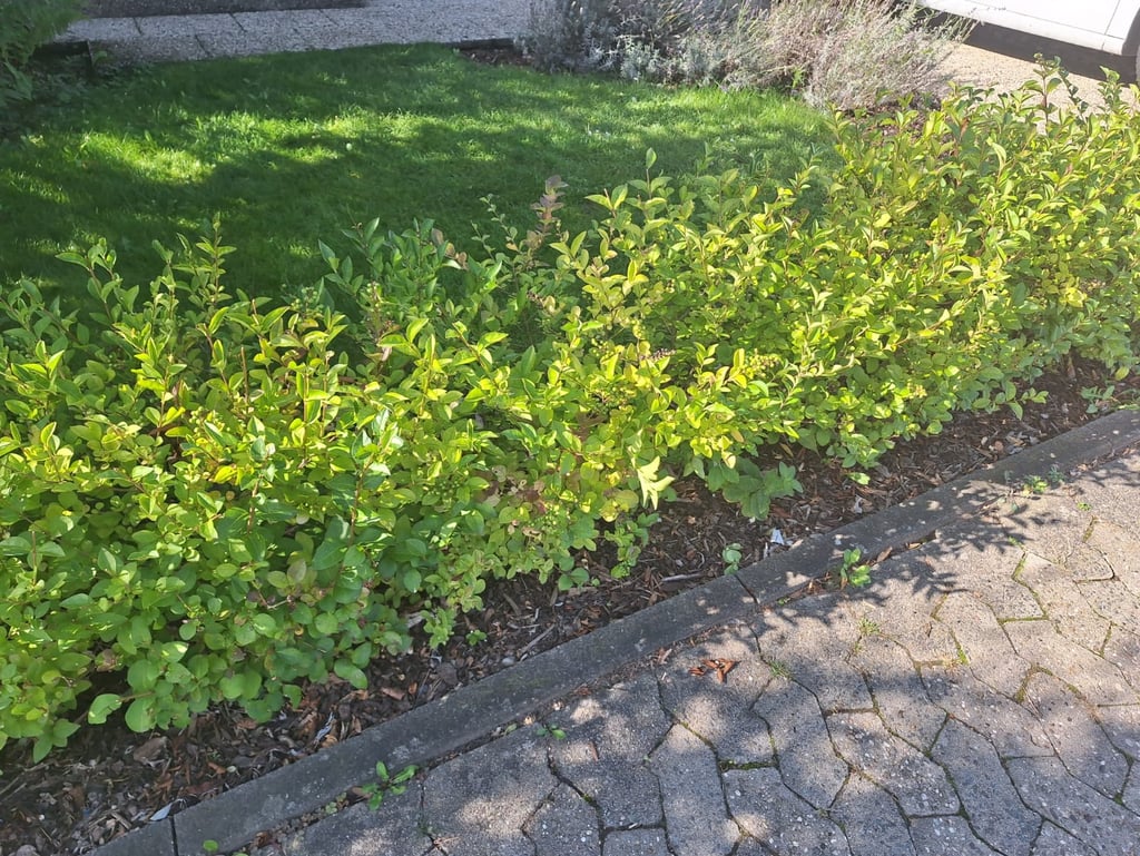 a leafy bush that got pruned in form of a hedge