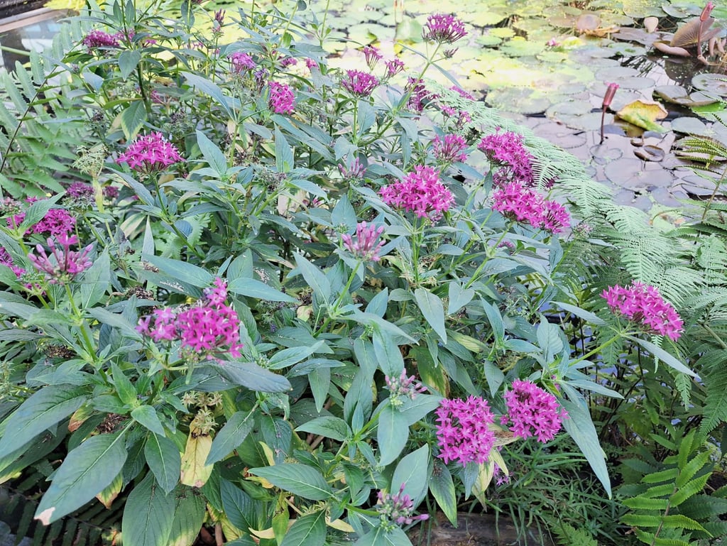 the Egyptian Starcluster flower bush