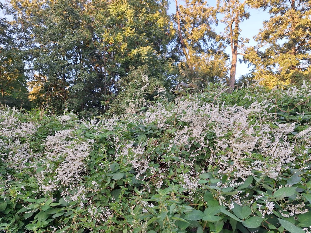 the Fallopia weed expanding an a large surface