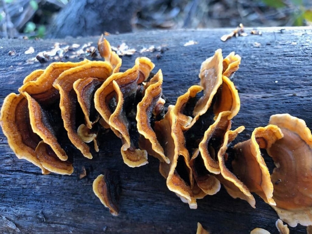 Tan and brown fungus grows on a burnt log