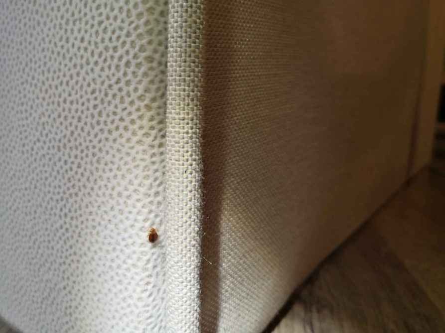 ágyi poloska kedveli a szövetek varrásait