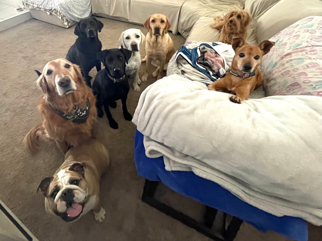 dog boarding, boarding dogs, all breeds, small dogs, large dogs, medium dogs in home, couch