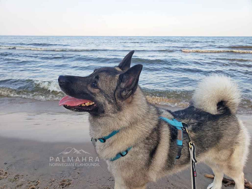 Norwegian Elkhound on the beach