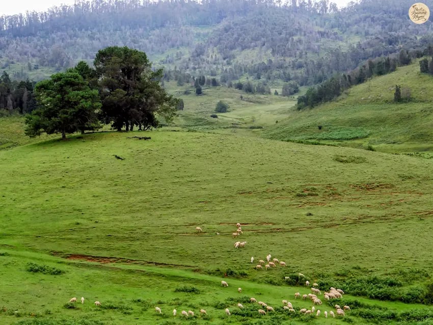 Sheep calmly grazing on the green meadows of Mannavanur Sheep Farm, Kodaikanal.