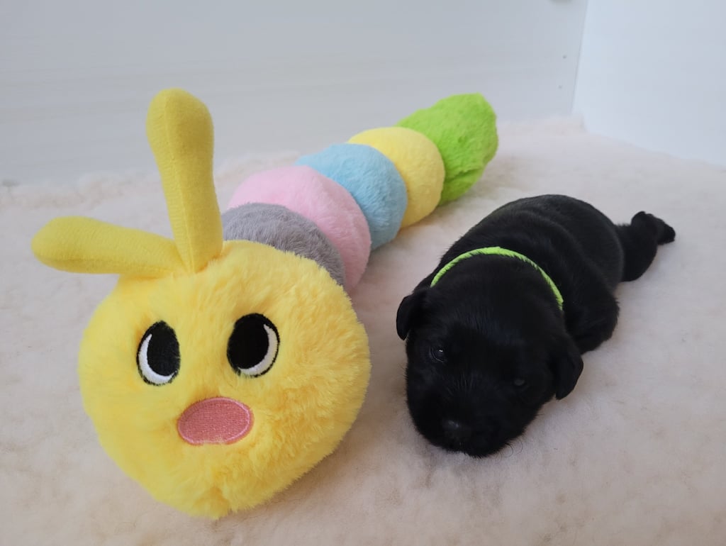 Chiot Schnauzer nain noir