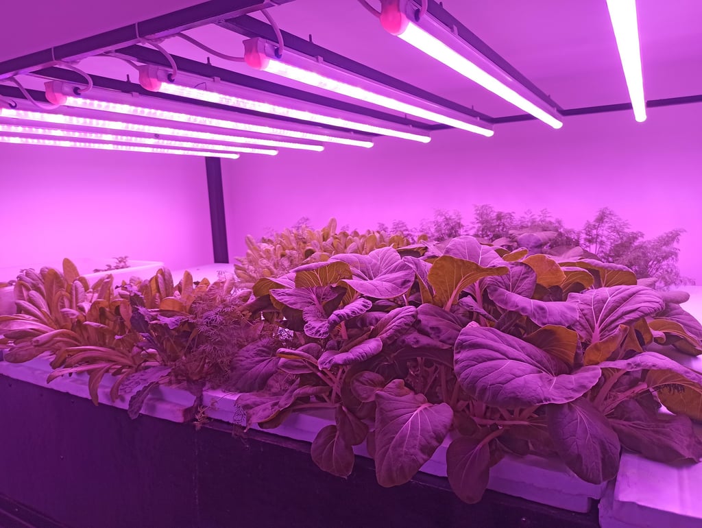 Grow Light
