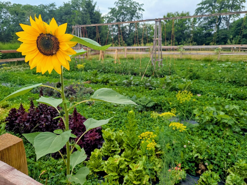 An image of a sunflower and garden