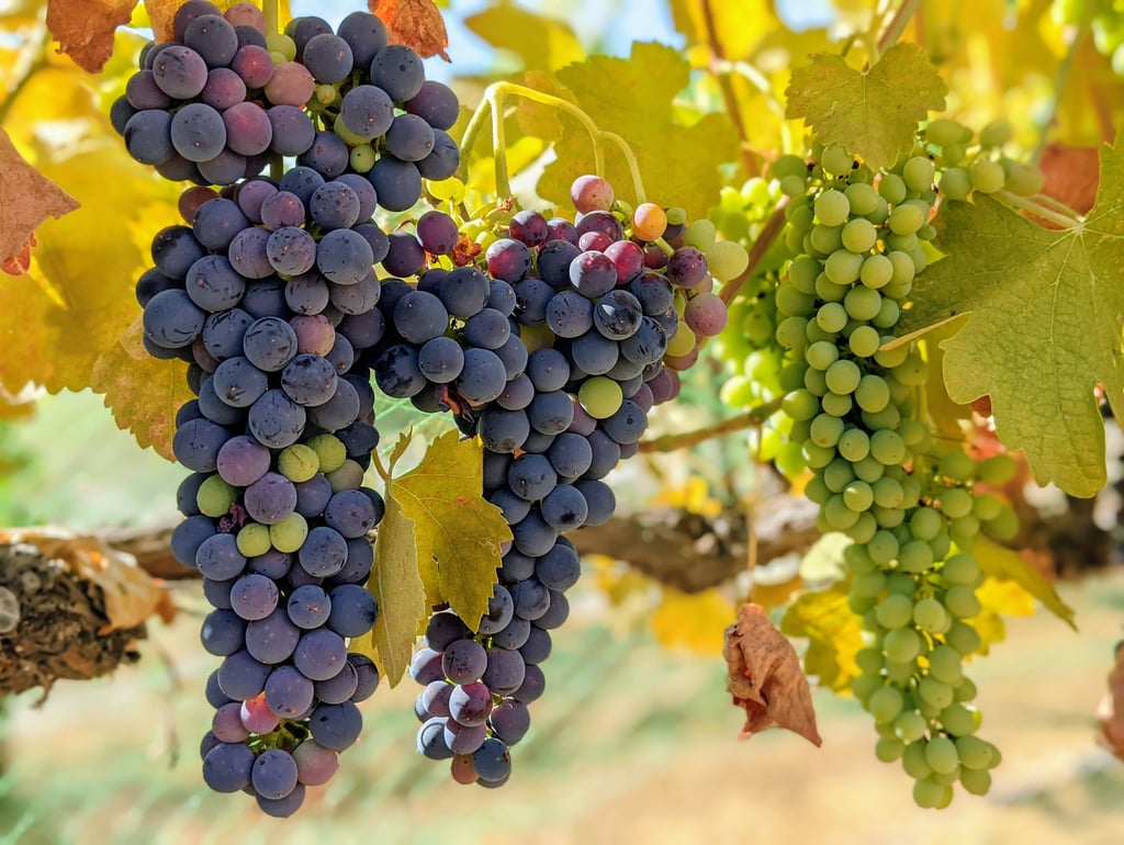 Clusters of purple and green grapes hang on a vine