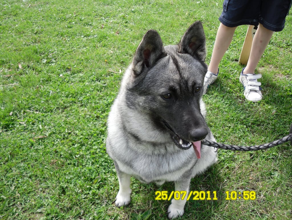 Norwegian Elkhound