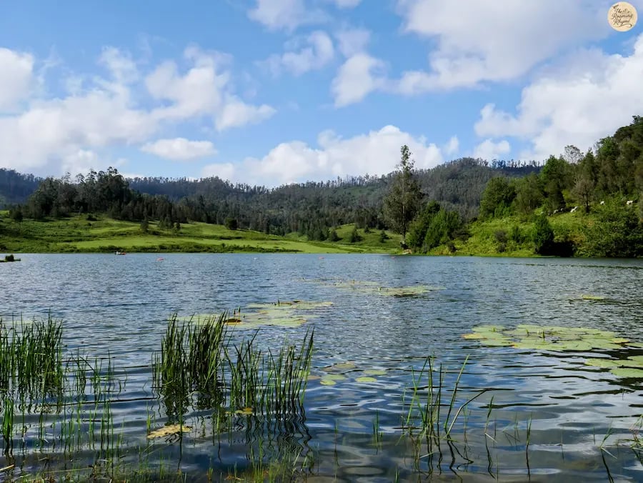 Water lily in calm waters of Mannavanur Lake, Kodaikanal.