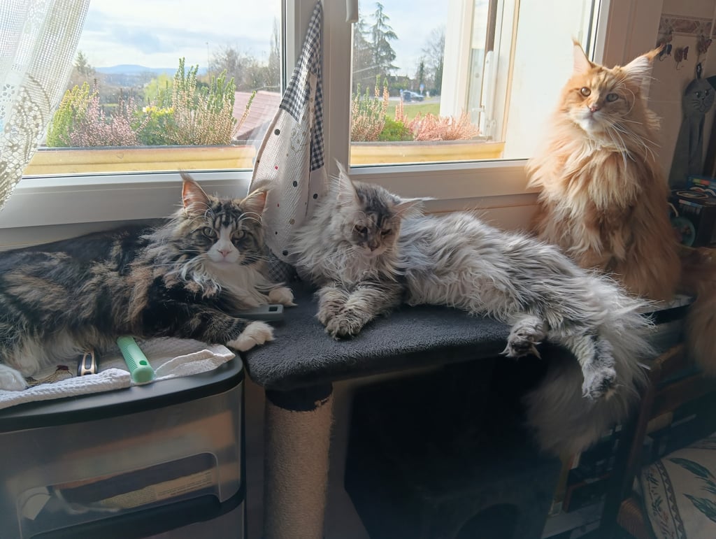 Three fluffy Maine Coon cats lounging on a cat tree and windowsill in the sun.
