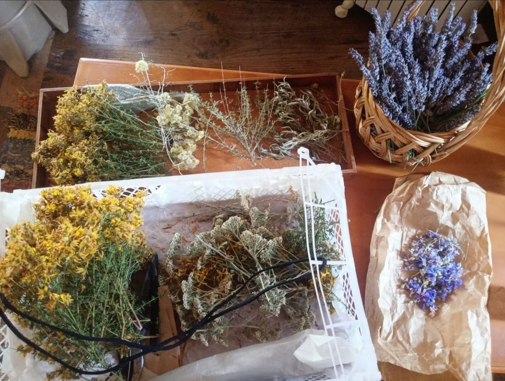 Recolección de plantas medicinales