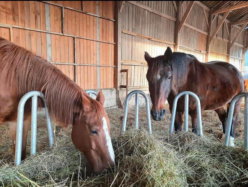Nos chevaux pensionnaires du Manoir de Follemprise
