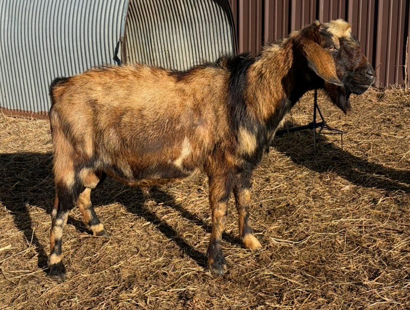 A brown and black goat soaking up the sun 