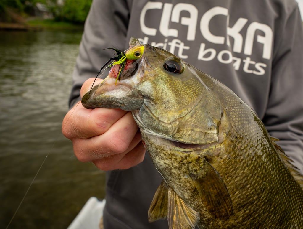 Popper fly fishing for smallies