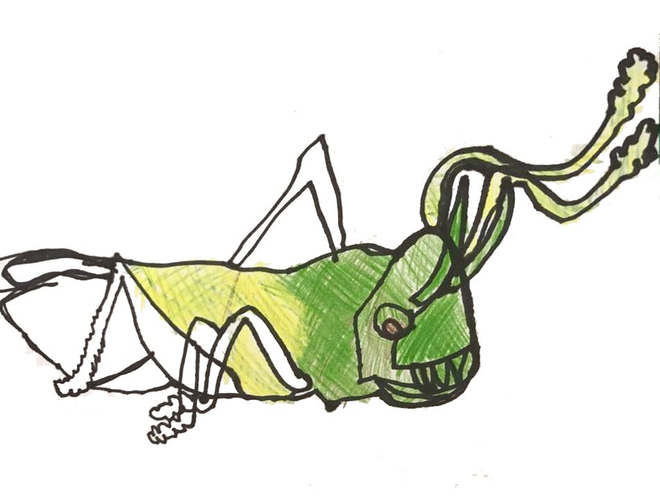 drawing of a grasshopper