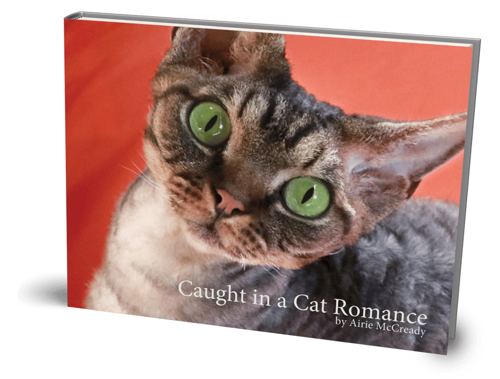 Caught in a cat Romance book cover