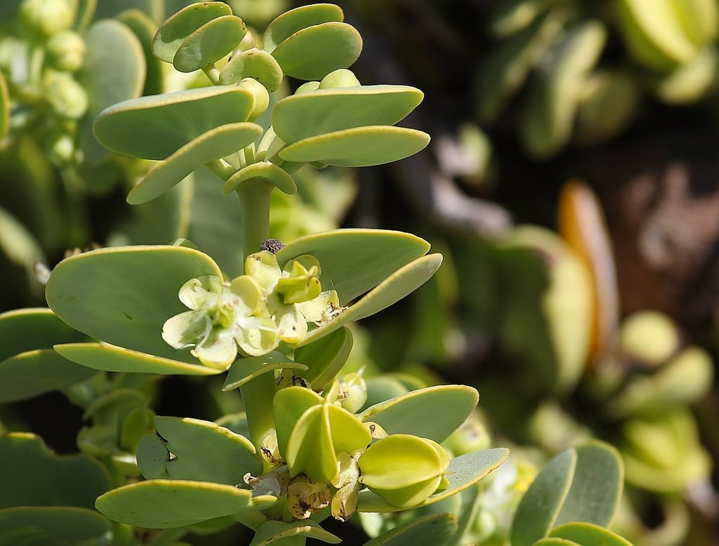 a small african cactus plant with small flowers and green leaves