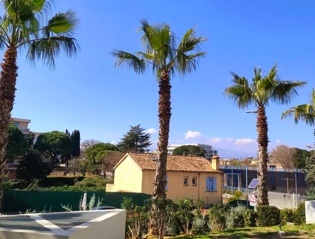 Elagage de 5 palmiers washingtonias pour l'une de nos copropriétés situé à Antibes dans le 06.