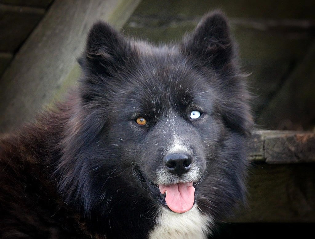 Husky-Erlebnisse, Husky-Ausfahrten, Husky-Trekkingtouren, Husky Abenteuer, Dietfurt, Bayern