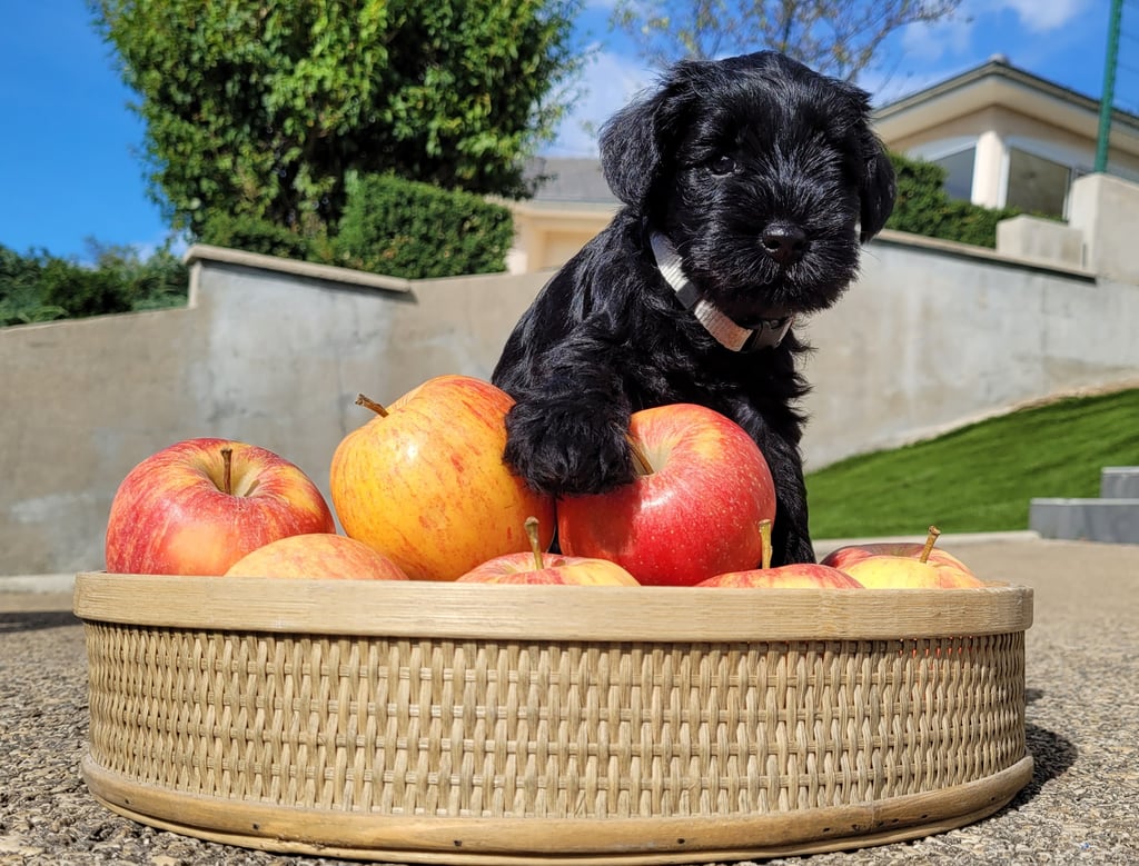 Chiot Schnauzer qui croque la pomme