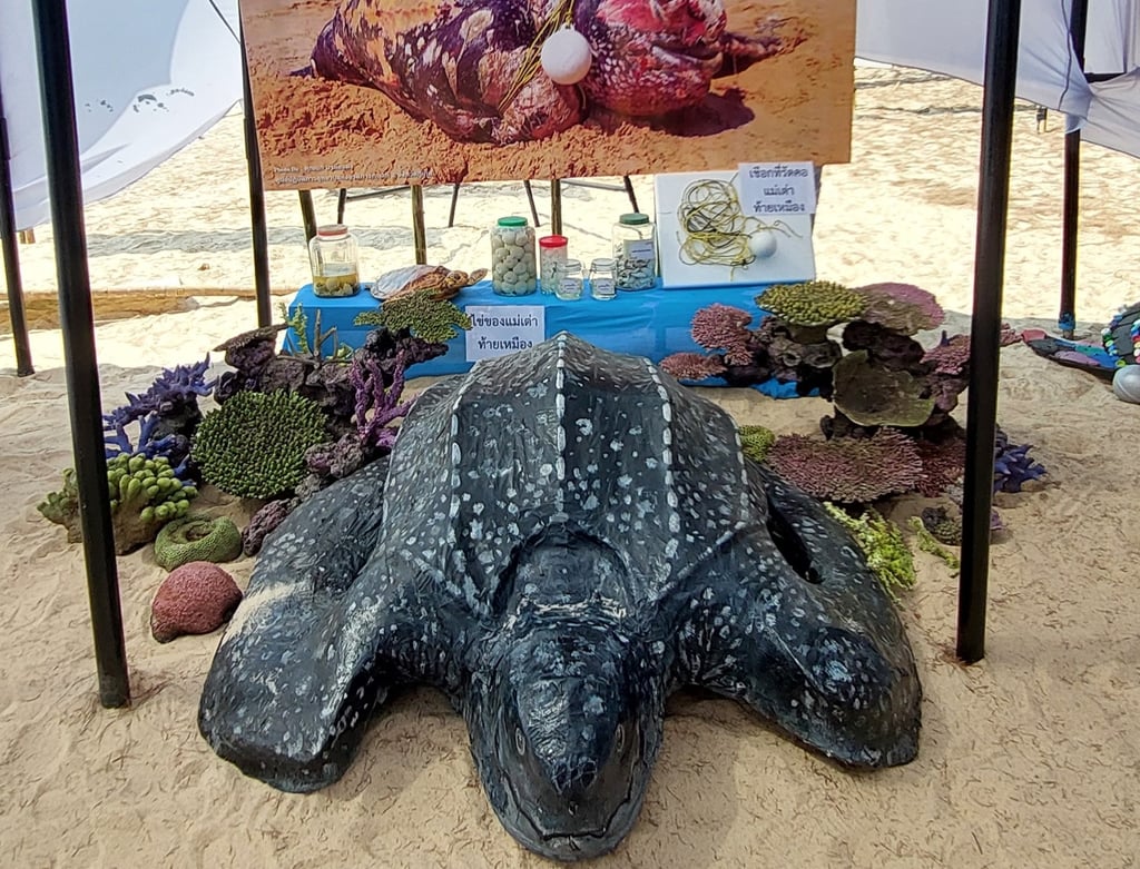 thai mueang turtle environmental awareness
